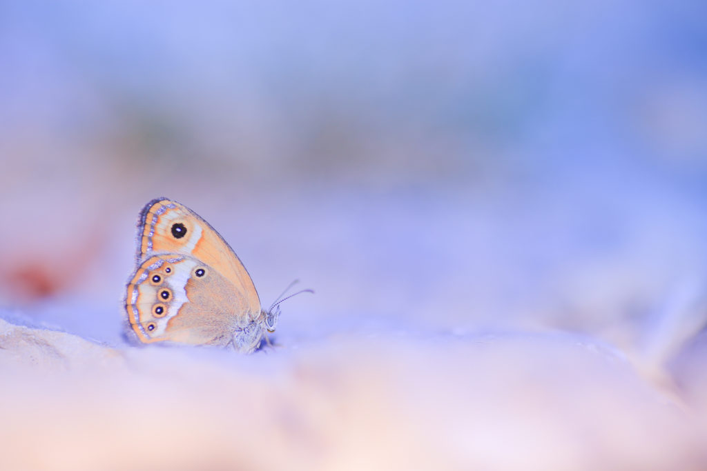 Un oeil sur la Nature | FRANCE – Stage photo en Provence