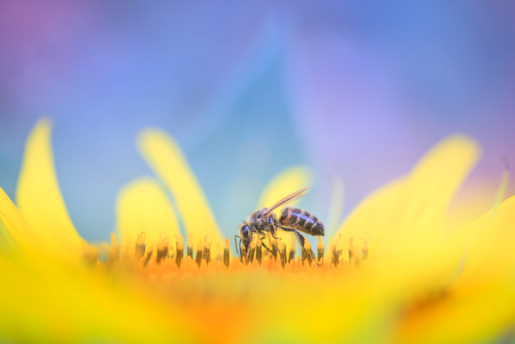 Un oeil sur la Nature | FRANCE – Stage photo en Provence