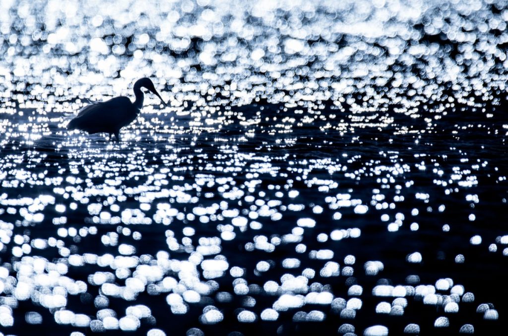 Un oeil sur la Nature | ROUMANIE – Le delta du Danube