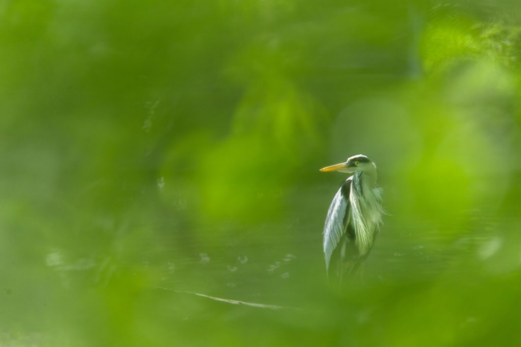 Un oeil sur la Nature | ROUMANIE – Le delta du Danube