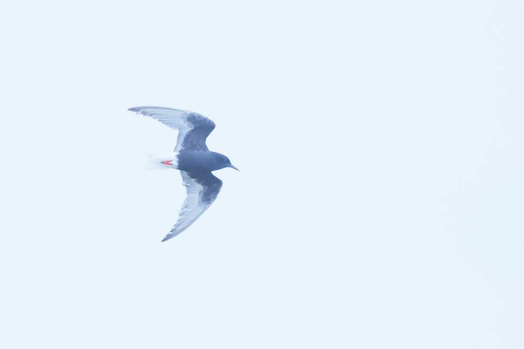 Un oeil sur la Nature | ROUMANIE – Le delta du Danube