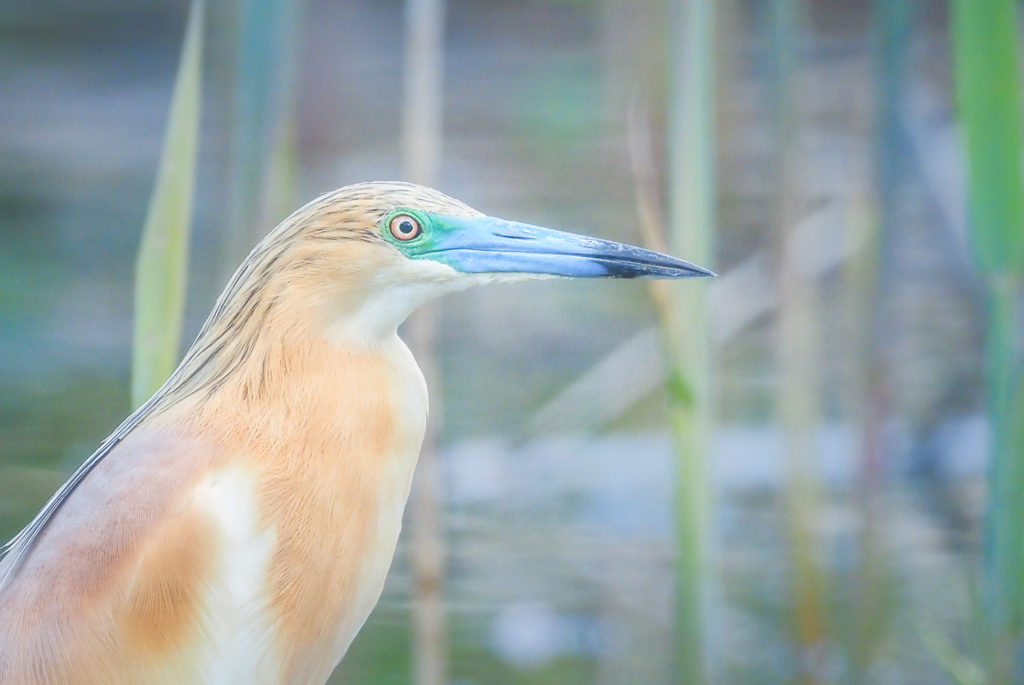 Un oeil sur la Nature | ROUMANIE – Le delta du Danube