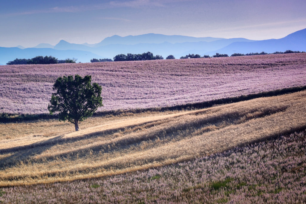 Un oeil sur la Nature | FRANCE – Stage photo en Provence