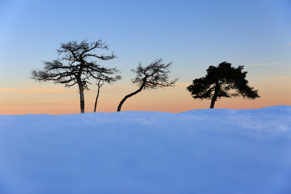 Un oeil sur la Nature | FRANCE – L’Aubrac en parure d’hiver