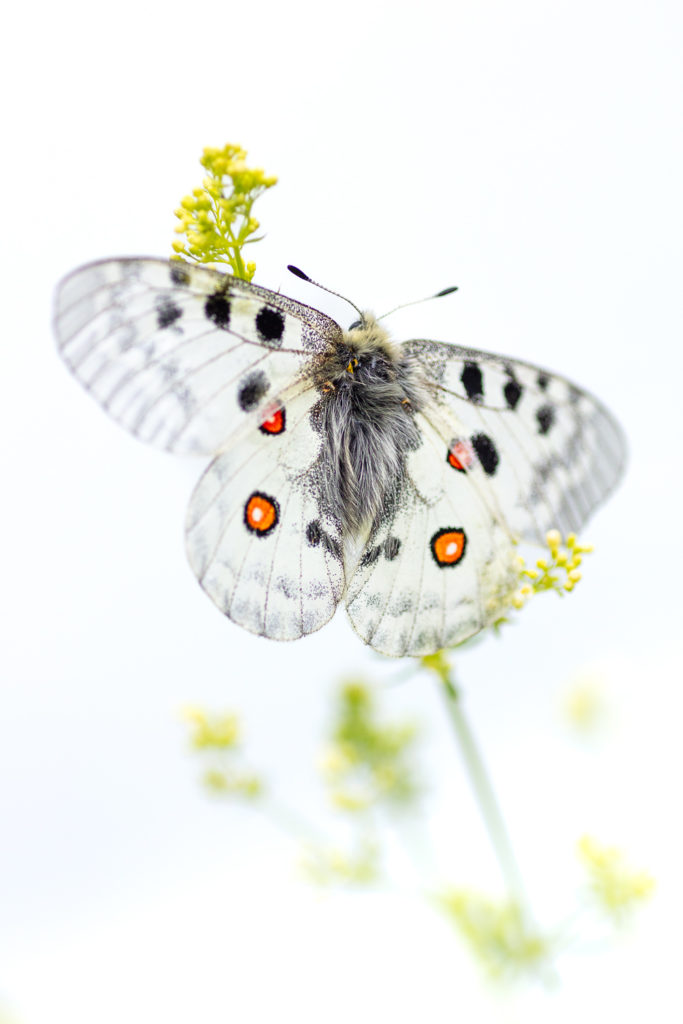 Un oeil sur la Nature | FRANCE – Papillons et fleurs de montagne