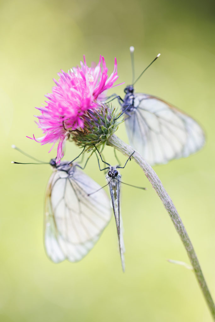 Un oeil sur la Nature | FRANCE – Papillons et fleurs de montagne