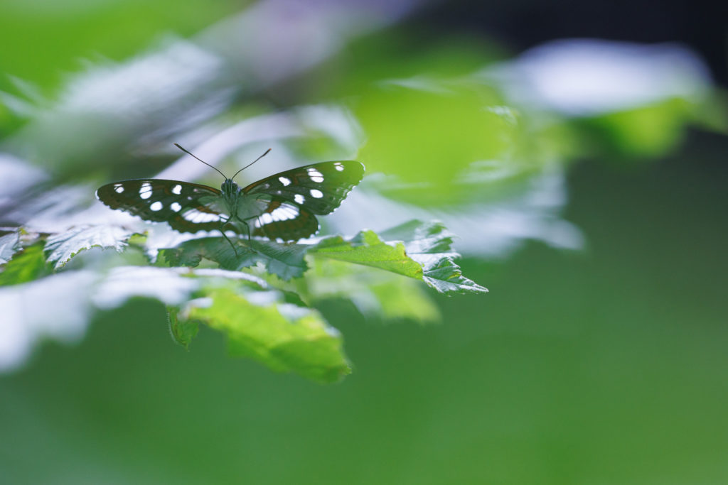 Un oeil sur la Nature | FRANCE – Papillons et fleurs de montagne