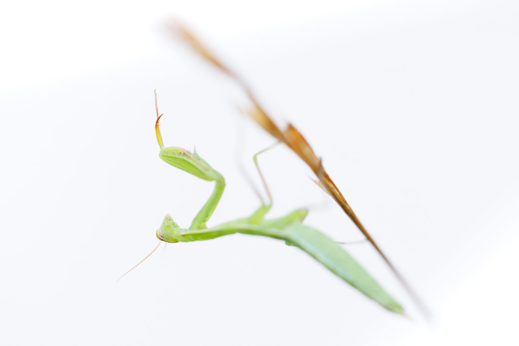 Un oeil sur la Nature | FRANCE – Papillons et fleurs de montagne