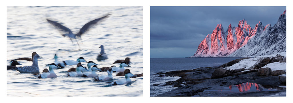 eiders à duvet et paysage de Senja en voyage photo en Norvège