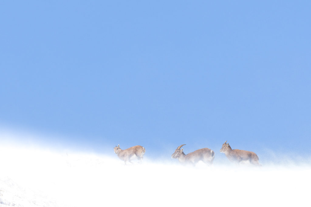 Un oeil sur la Nature | FRANCE – Le rut du bouquetin