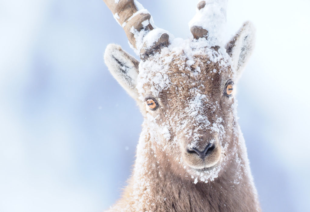 Un oeil sur la Nature | FRANCE – Le rut du bouquetin