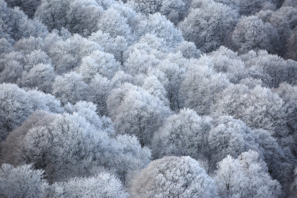 arbres givrés en Aubrac