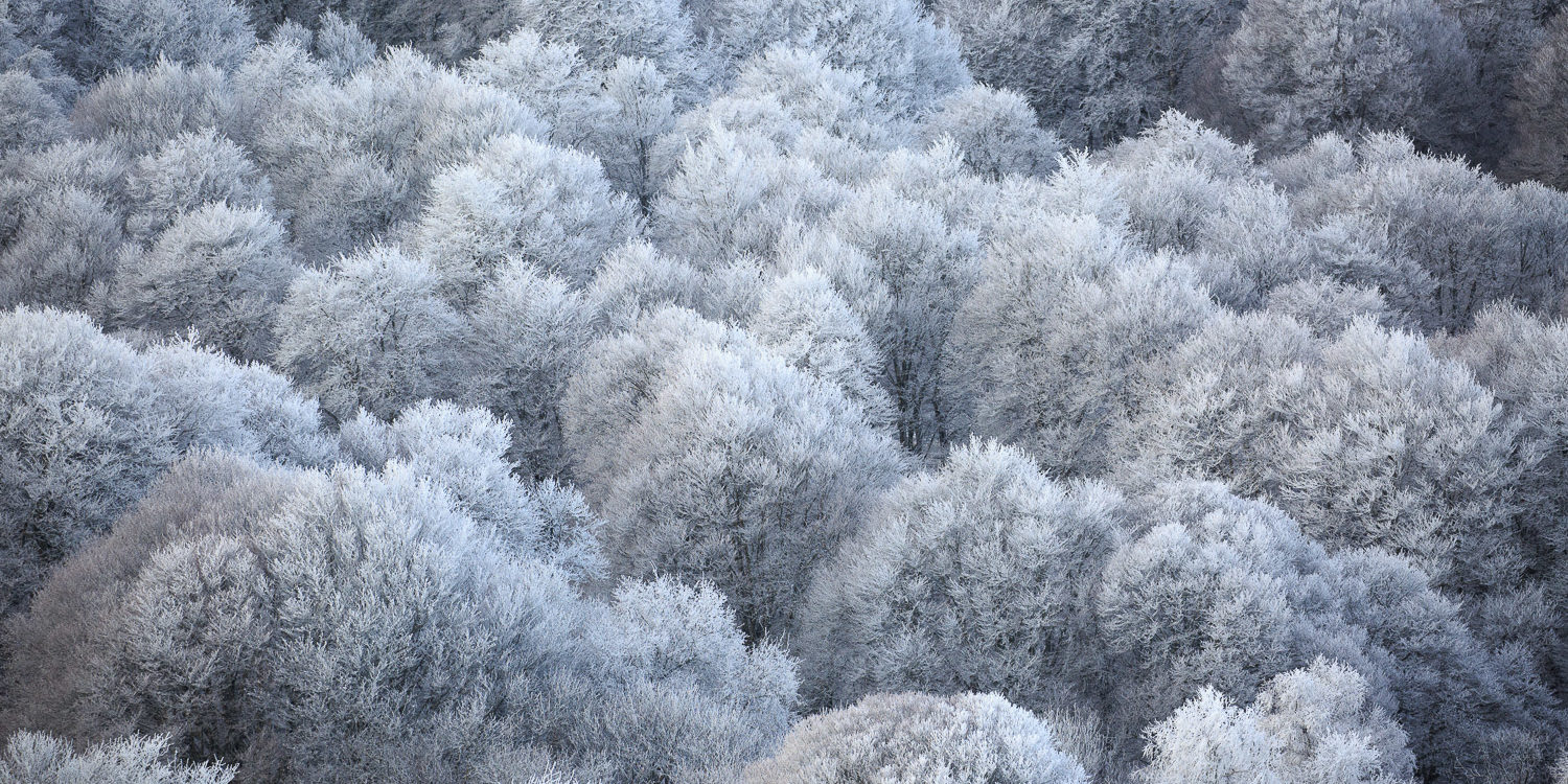 arbres givrés en Aubrac