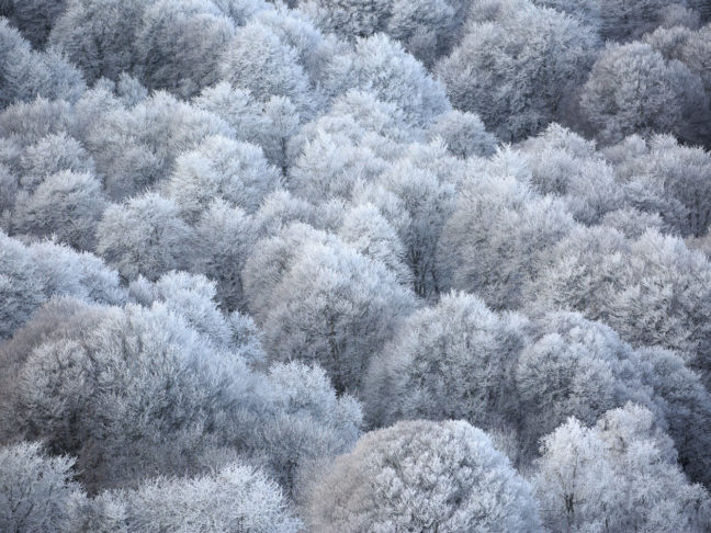 arbres givrés en Aubrac
