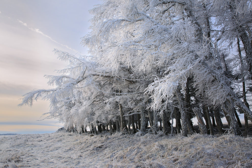 arbres givrés près du col d'Aubrac