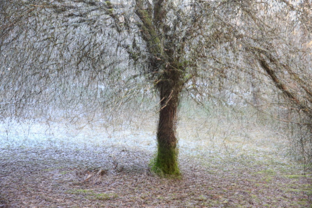 arbre en exposition multiple, stage photo avec Un Oeil sur la Nature