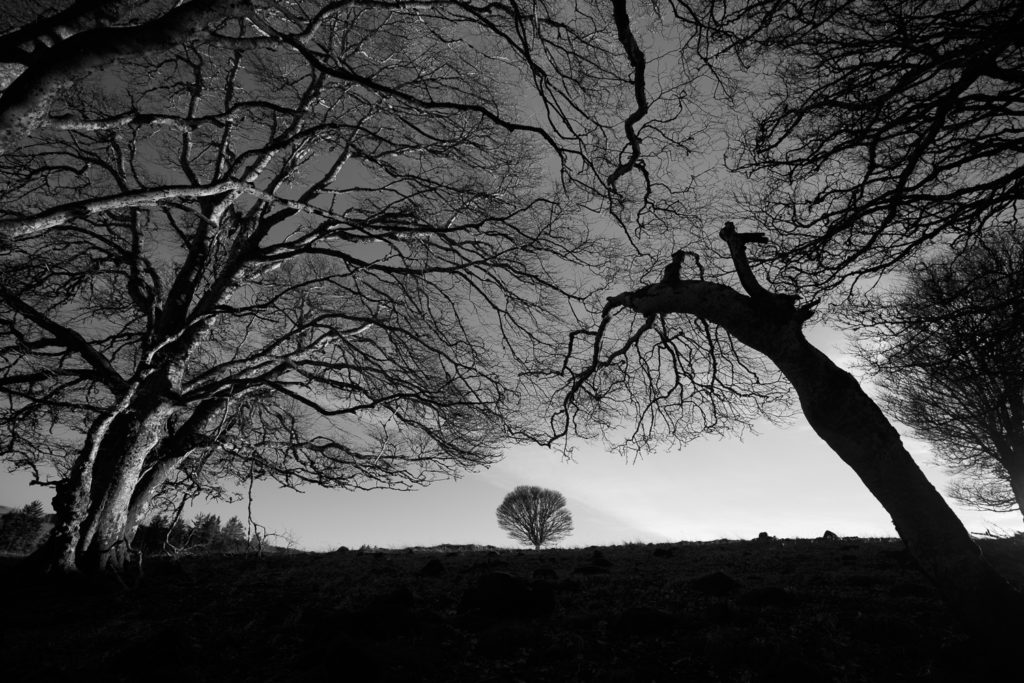 effet du grand angle sur la dynamique, stage photo en Aubrac avec Un Oeil sur la Nature