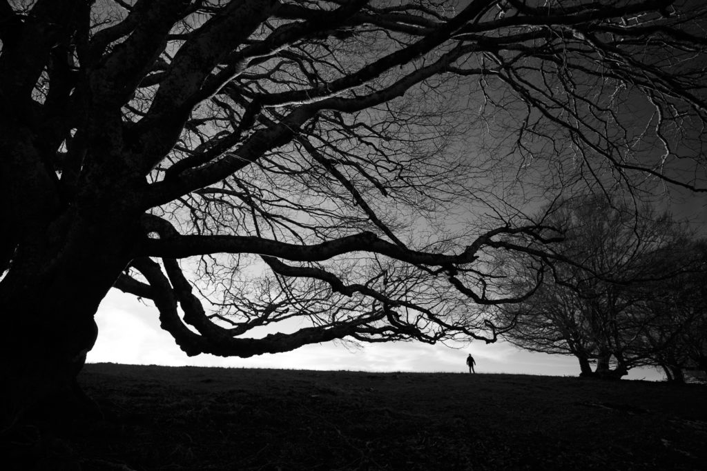 arbres en noir et blanc, stage photo en Aubrac