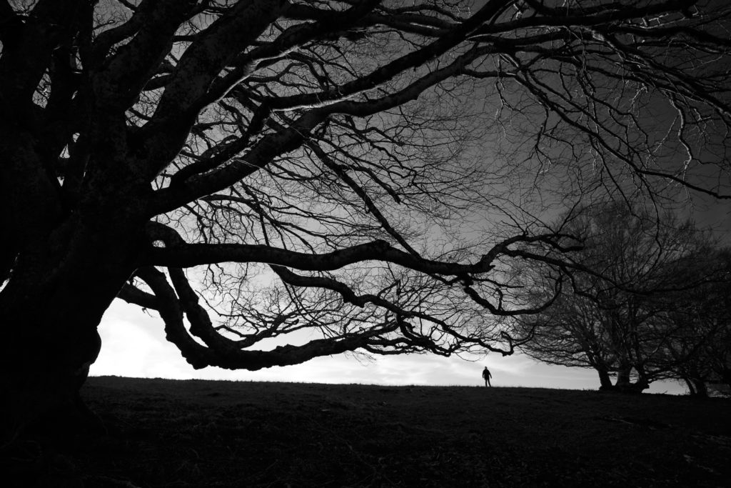 arbres en noir et blanc, stage photo en Aubrac