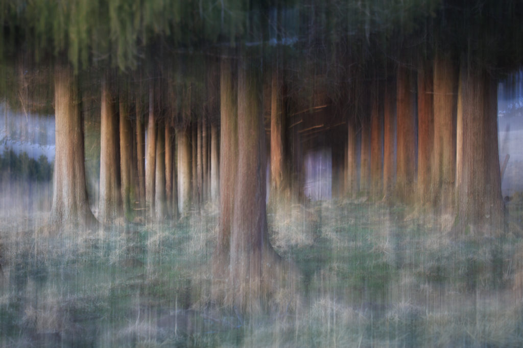 photo en filé sur des arbres, stage photo en Aubrac