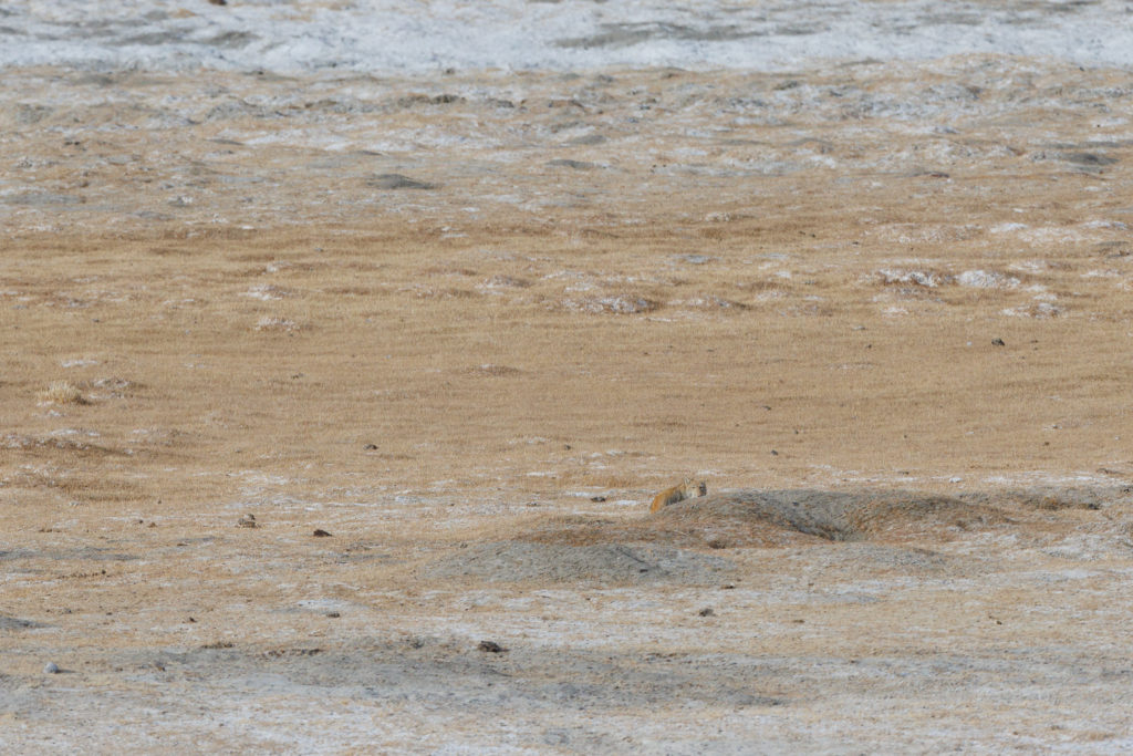 Renard du Tibet (Vulpes ferrilata), près de son terrier dans le Chang Tang, durant un voyage photo au Ladakh