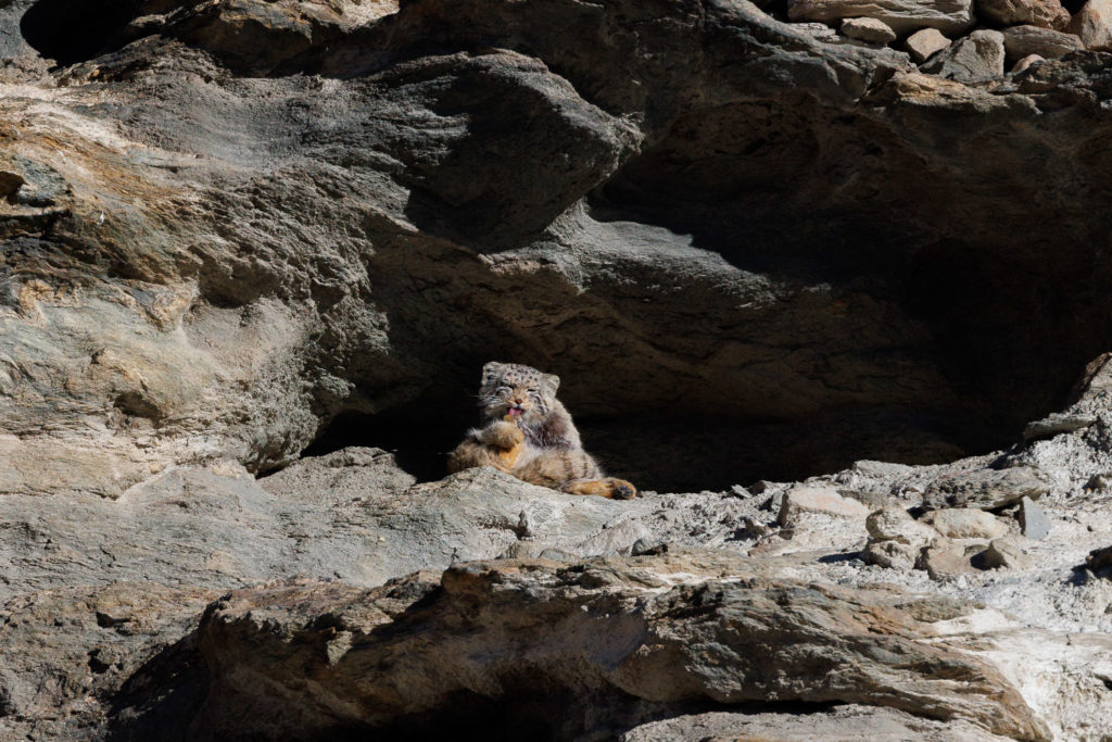 la toilette du chat de Pallas (Octobulus manul) dans le Chang Tang, pendant un voyage photo au Ladakh