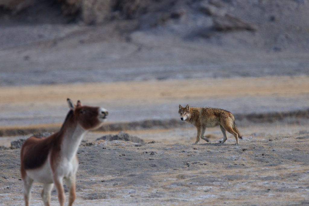 Interaction entre un loup gris du Tibet et un kiang, durant un voyage photo dans le Chang Tang, au Ladakh