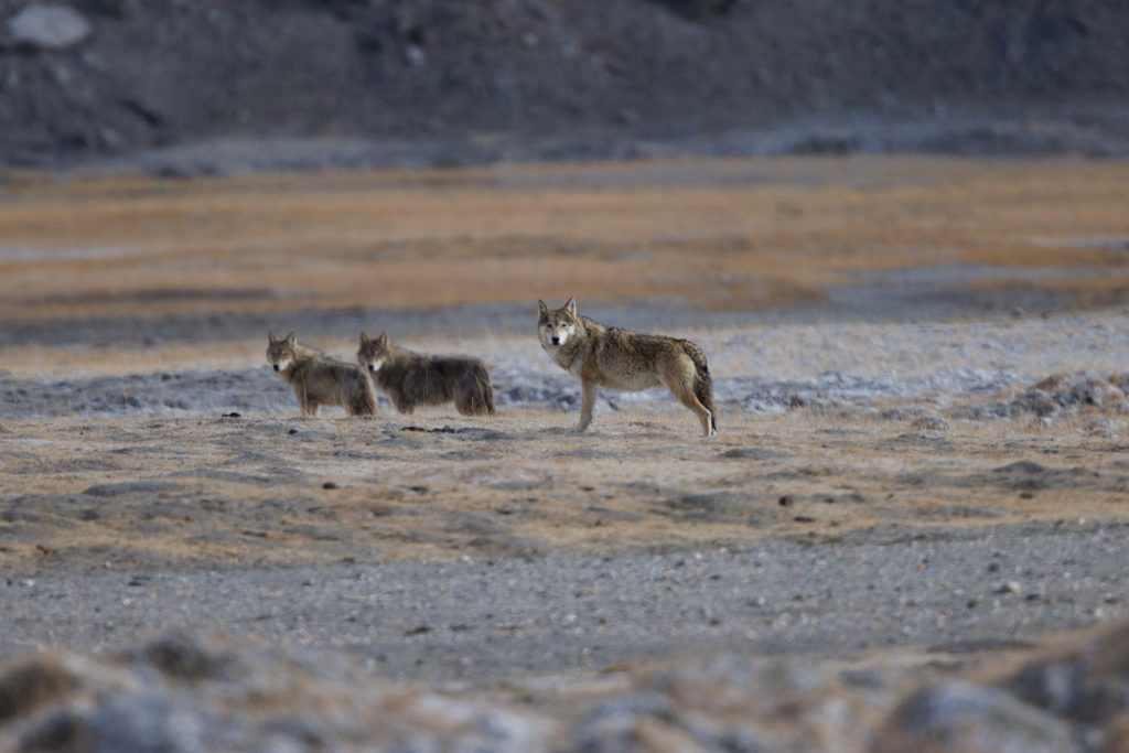 Loups gris du Tibet (Canis lupus chanco) photographiés dans la région de Hanle, durant le voyage photo au Ladakh