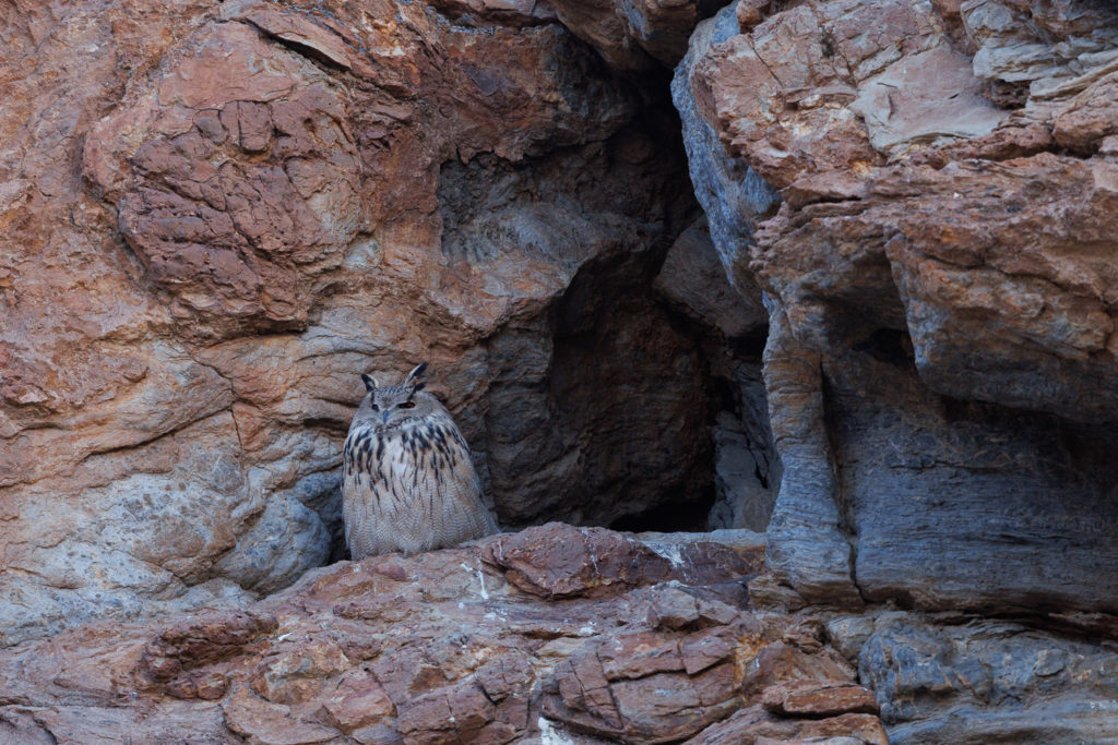 Hibou grand-duc (Bubo bubo) dans le Chang Tang, pendant un voyage photo au Ladakh