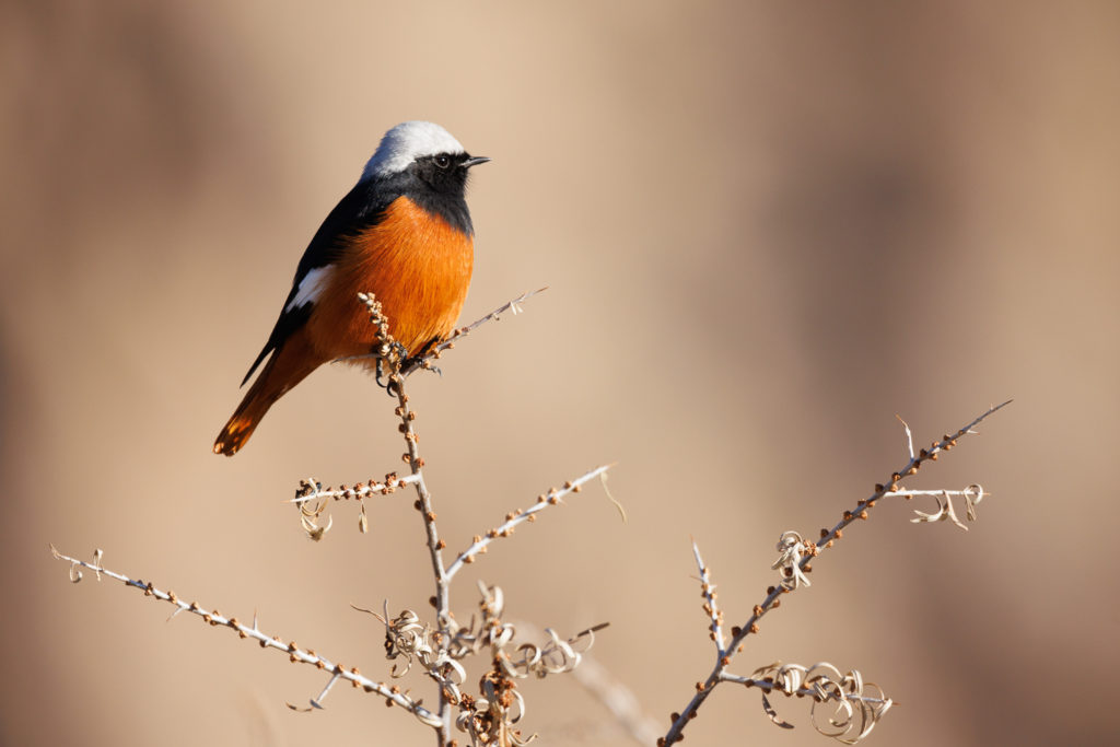 Rouge-queue de Güldenstädt (Phoenicurus erythrogastrus) le long de l'Indus, durant un voyage photo au Ladakh