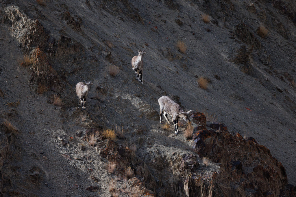 Bharals (Pseudois nayaur) dans la vallée de Rumbak, durant un voyage photo sur les traces de la panthère des neiges