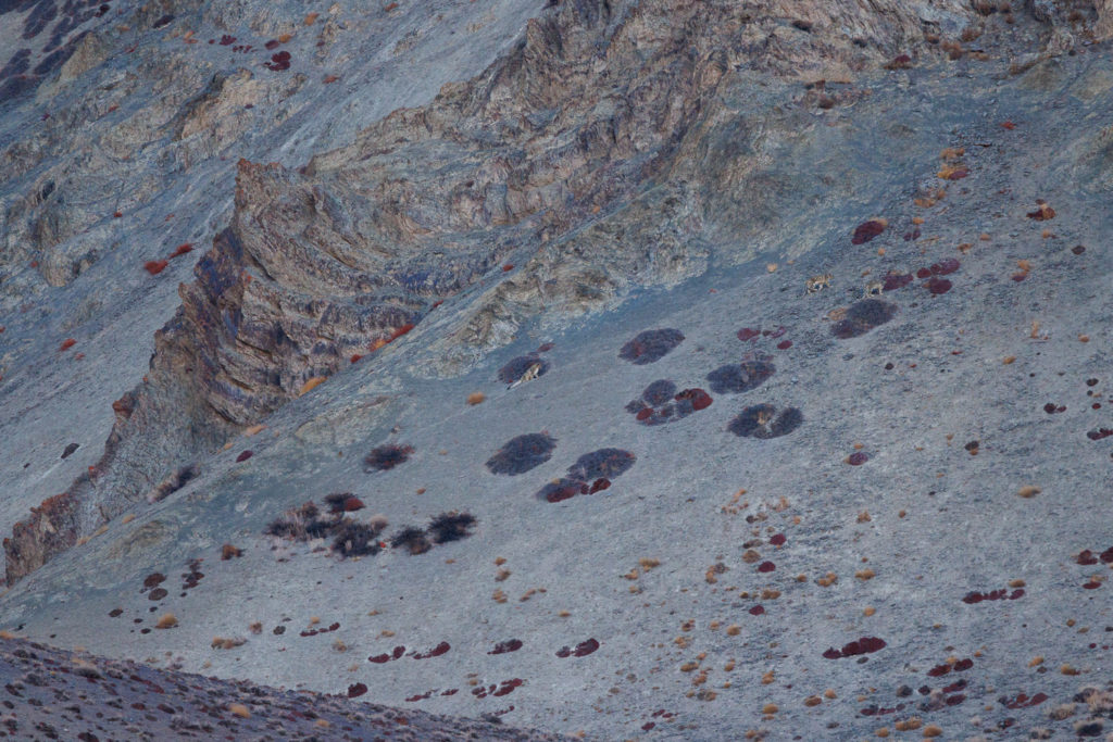 Panthères des neiges (Panthera uncia) dans le parc national de Hemis, durant un voyage photo au Ladakh