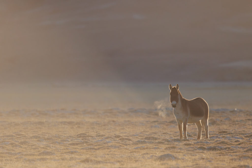 kiang (Equus kiang) dans la brume matinale, photographié en voyage photo au Ladakh