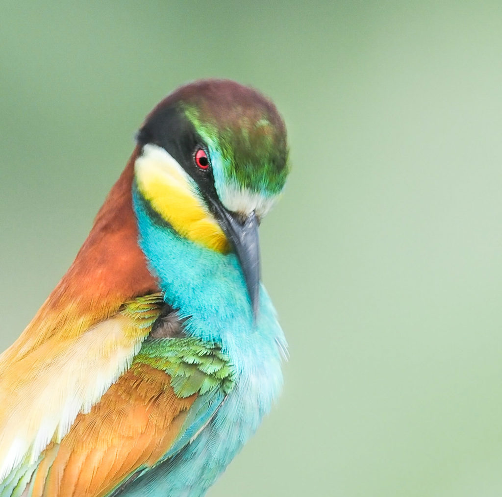 Un oeil sur la Nature | FRANCE – Trésors de Haute-Provence