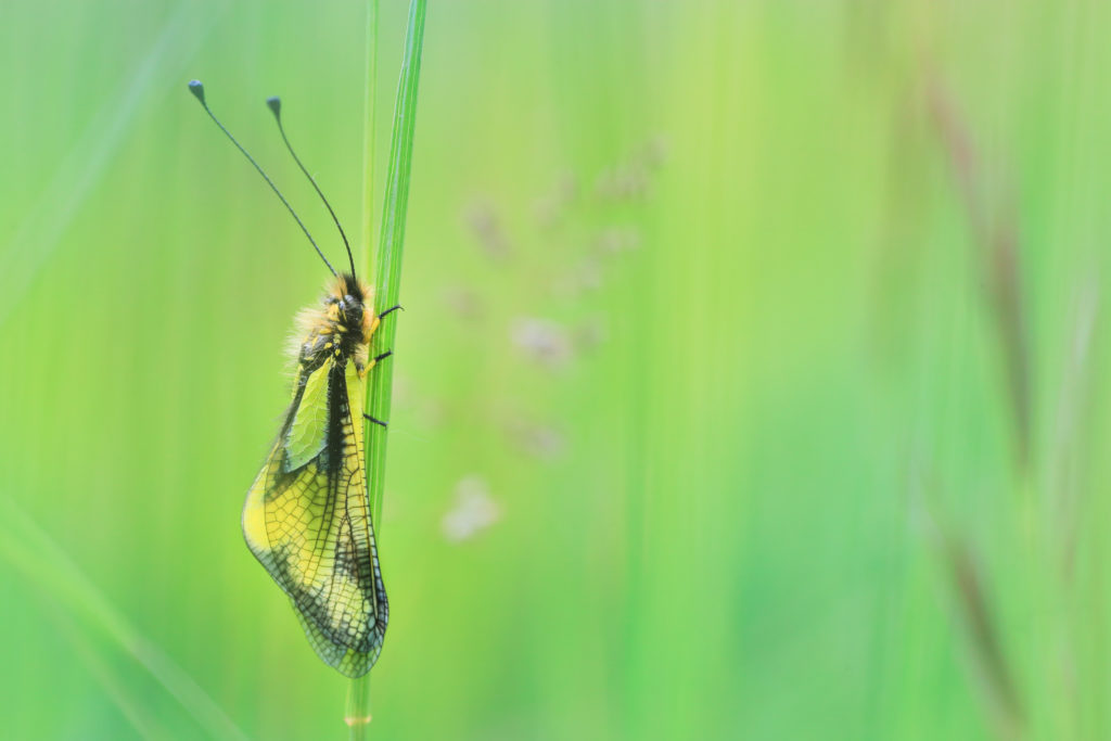 Un oeil sur la Nature | FRANCE – Trésors de Haute-Provence