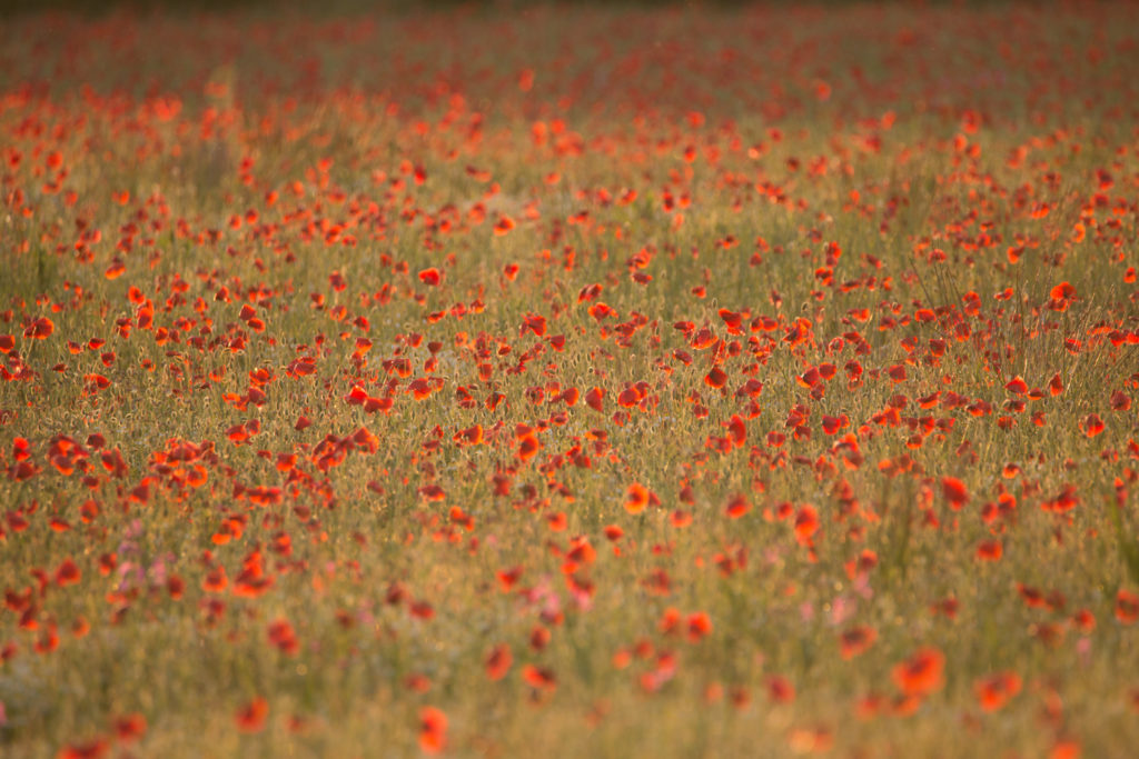 Un oeil sur la Nature | FRANCE – Trésors de Haute-Provence