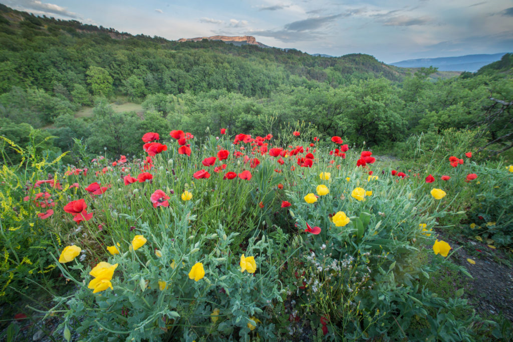Un oeil sur la Nature | FRANCE – Trésors de Haute-Provence