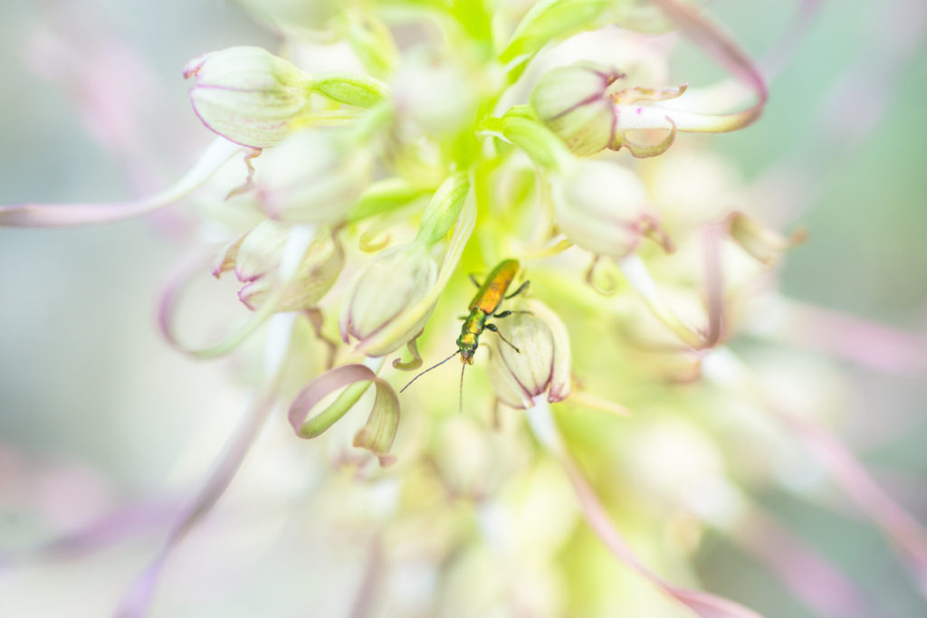 Un oeil sur la Nature | FRANCE – Trésors de Haute-Provence