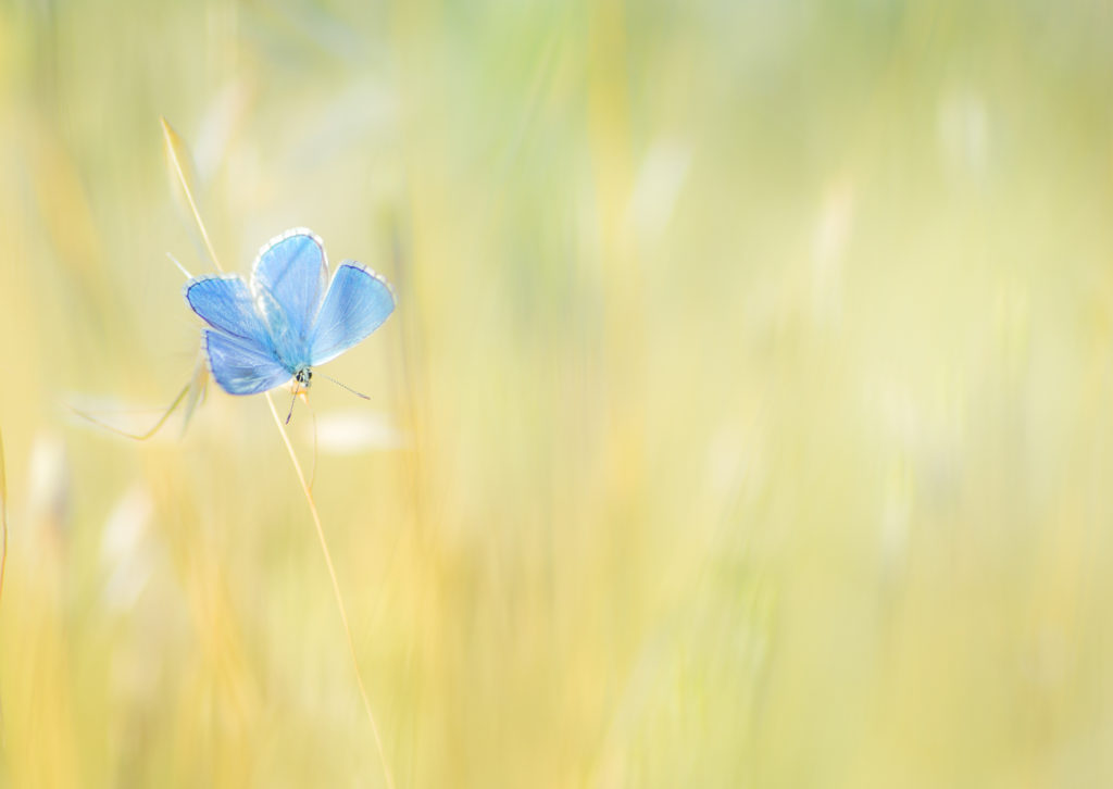 Un oeil sur la Nature | FRANCE – Trésors de Haute-Provence