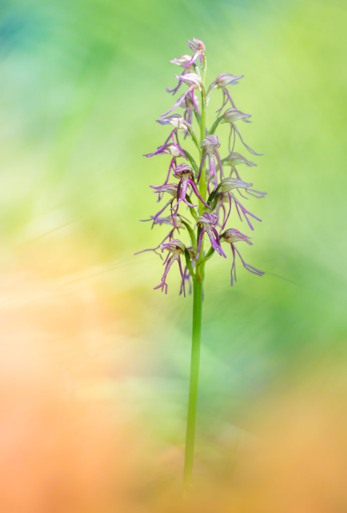 Un oeil sur la Nature | FRANCE – Trésors de Haute-Provence