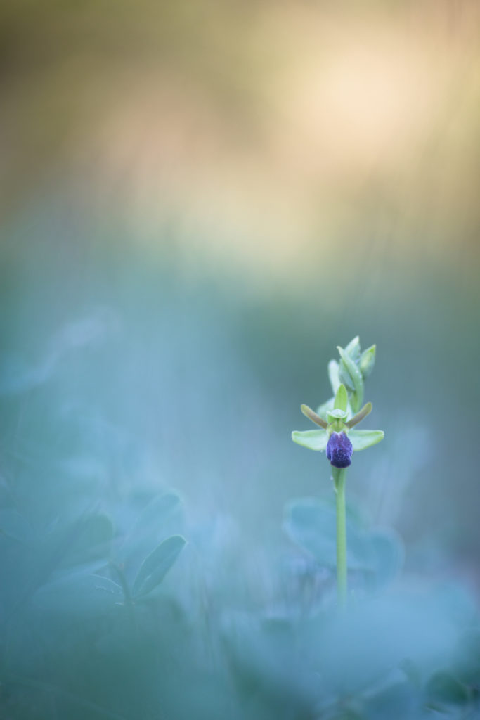 Un oeil sur la Nature | FRANCE – Trésors de Haute-Provence