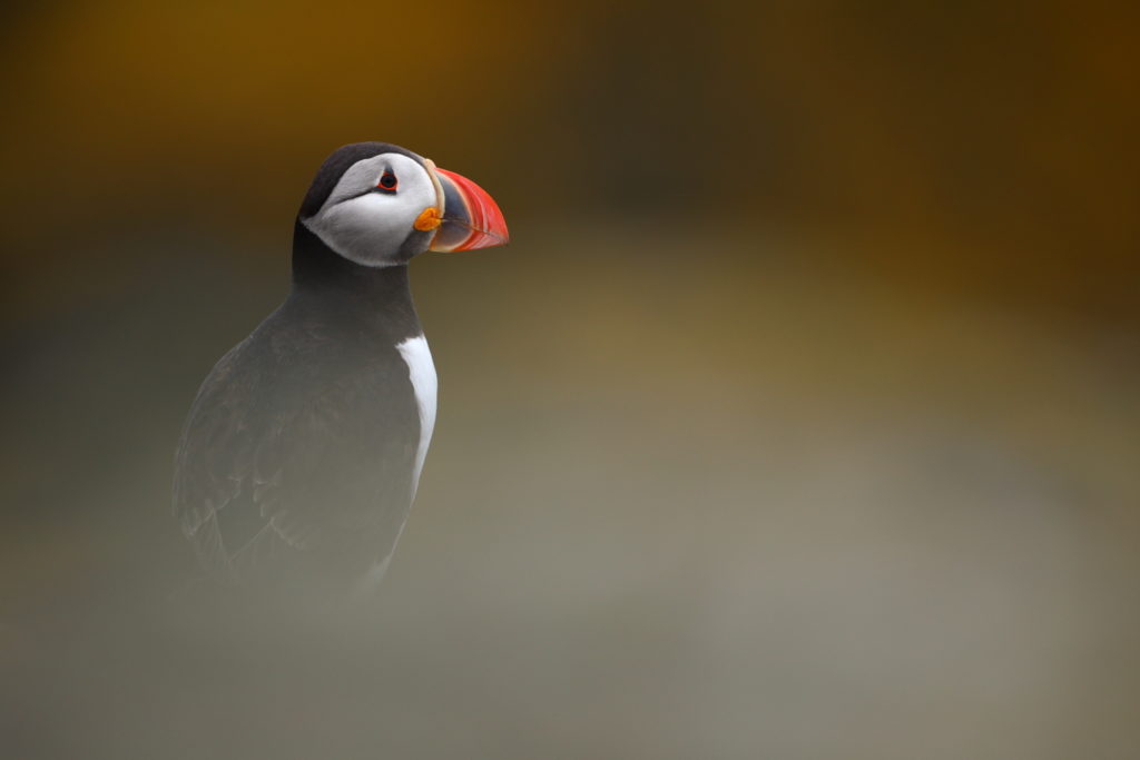 Un oeil sur la Nature | ÉCOSSE – Les oiseaux marins de la Côte Est