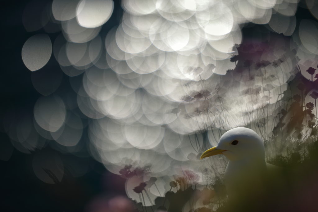 Un oeil sur la Nature | ÉCOSSE – Les oiseaux marins de la Côte Est