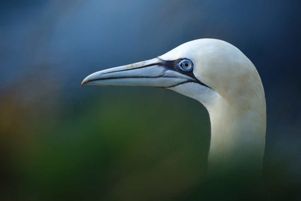 Un oeil sur la Nature | ÉCOSSE – Les oiseaux marins de la Côte Est