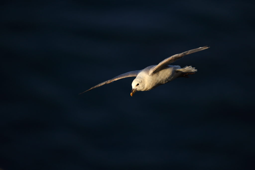 Un oeil sur la Nature | ÉCOSSE – Les oiseaux marins de la Côte Est