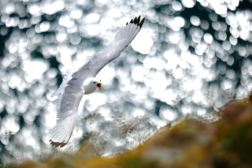 Un oeil sur la Nature | ÉCOSSE – Les oiseaux marins de la Côte Est