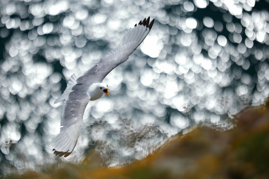 Un oeil sur la Nature | ÉCOSSE – Les oiseaux marins de la Côte Est