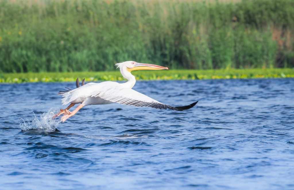 Un oeil sur la Nature | ROUMANIE – Le delta du Danube