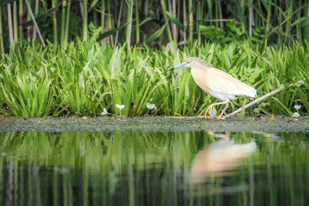 Un oeil sur la Nature | ROUMANIE – Le delta du Danube