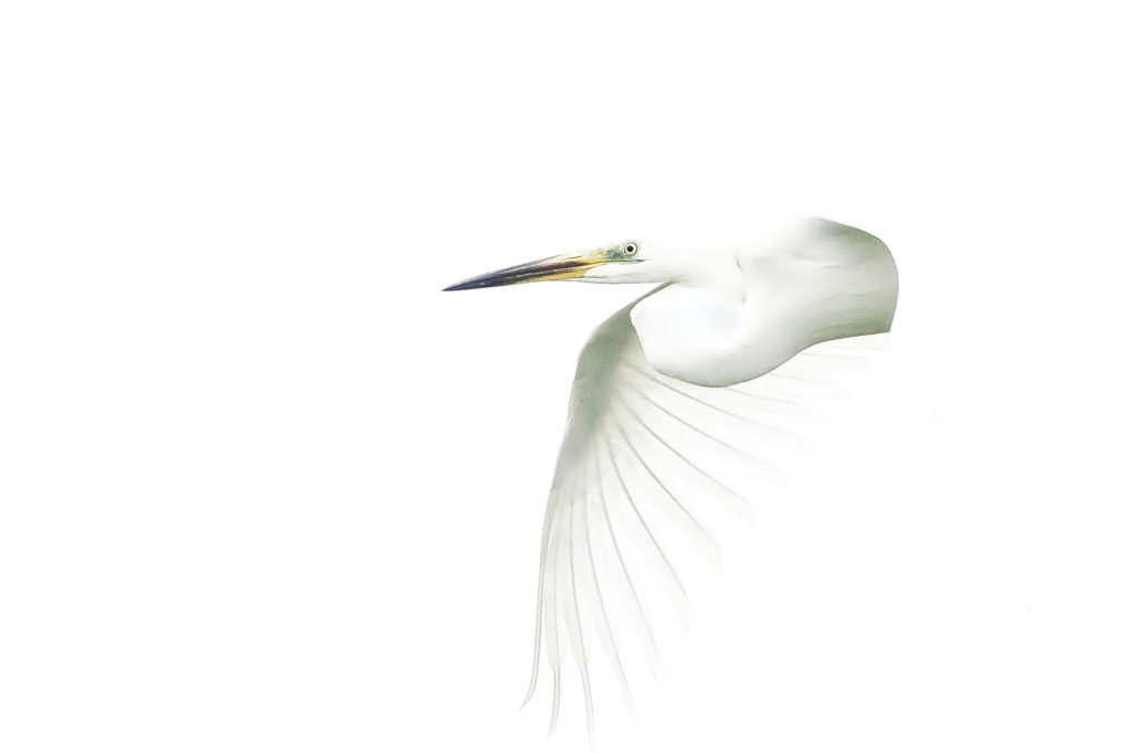 Un oeil sur la Nature | ROUMANIE – Le delta du Danube